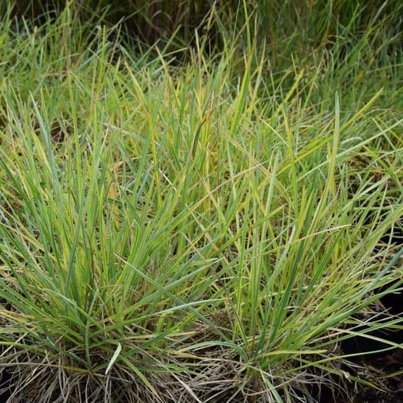 Sesleria nitida ---